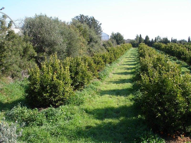 Citricos producción eco